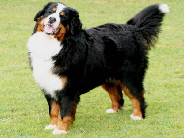 Гладкошерстные породы собак среднего и большого размера