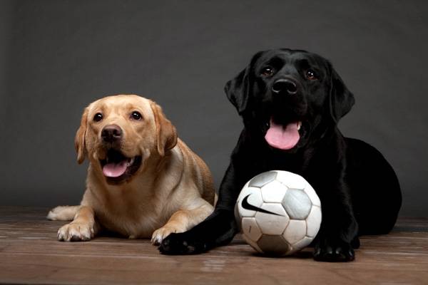 Спортивные породы собак