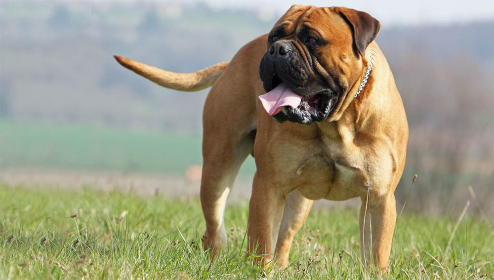 Порода собак бульмастиф нередко вызывает опасение: мощное телосложение, суровая морда могут испугать. Но на самом деле, у псов не осталось той свирепой агрессии, что была в 19 веке. 