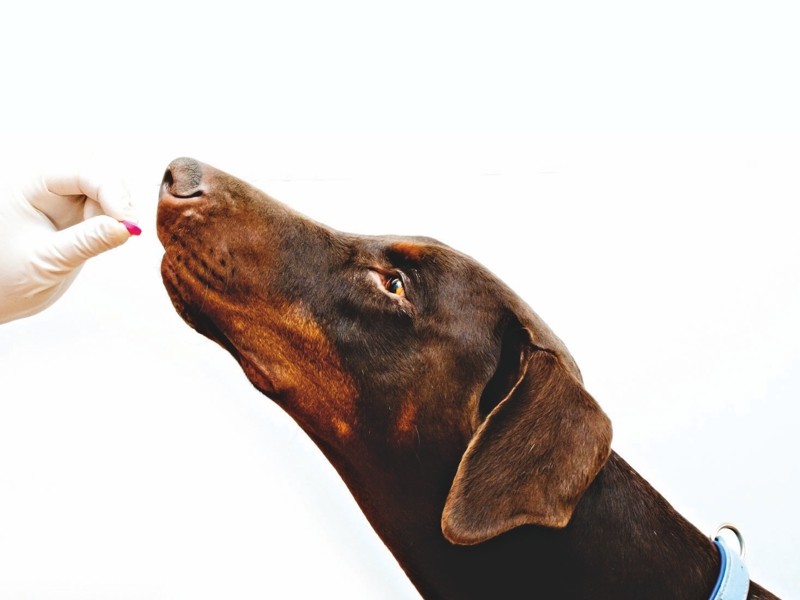 Таблетки для приема внутрь от клещей и блох – востребованный способ защиты собак и выбор большого числа собаководов. Очень эффективный способ профилактики от клещей