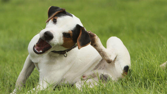 Зуд у собаки, какие могут быть причины