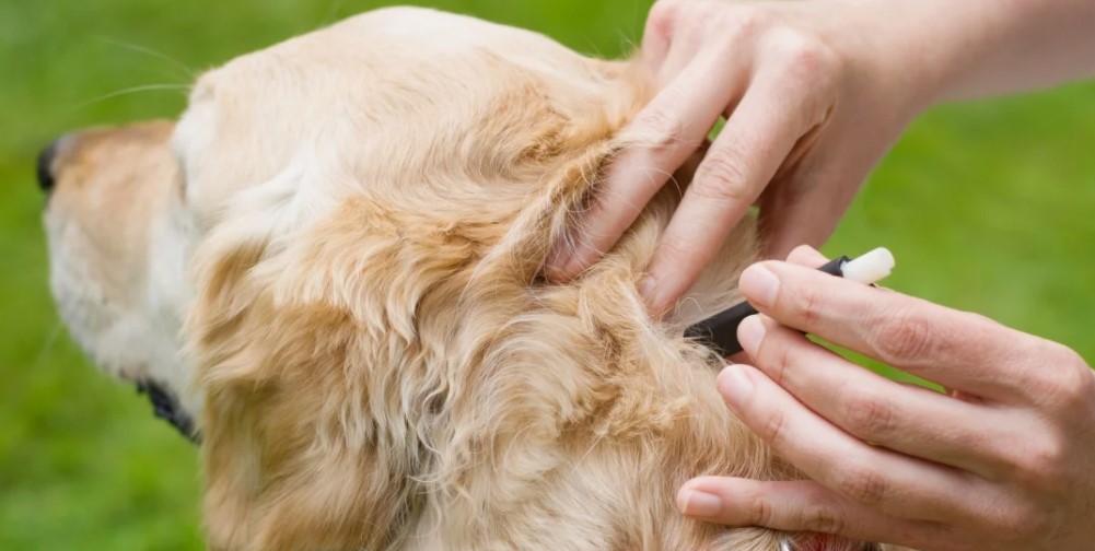 На иксодовых клещей у собак очень редко случаются аллергические реакции, чаще это местное воспаление на пораженном участке кожи