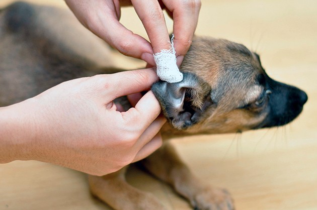 Если вашего питомца беспокоит содержимое его ушей, то конечно это повод обратиться к ветеринарному специалисту