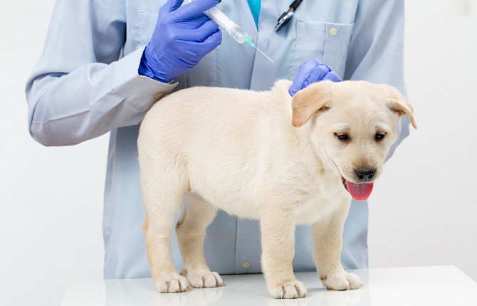 Аденовирусная инфекция собак описание болезни