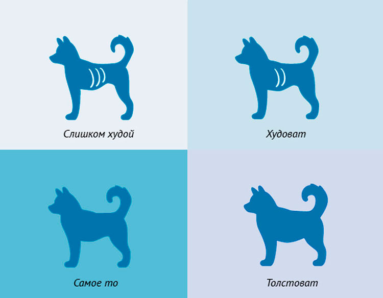 Как правильно кормить свою собаку: советы от ветеринара  Источник: https://wikipets.ru/?p=1374&preview=true&_thumbnail_id=905
© WikiPets.ru